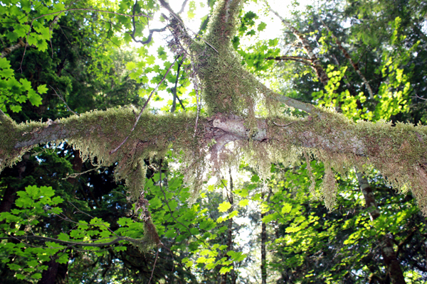 moss covered tree branches